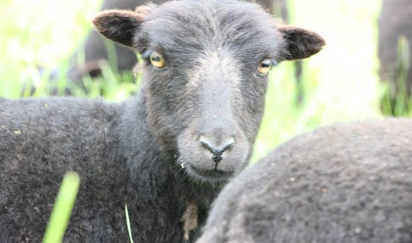 Schafe-Vierbeinige Naturschützer